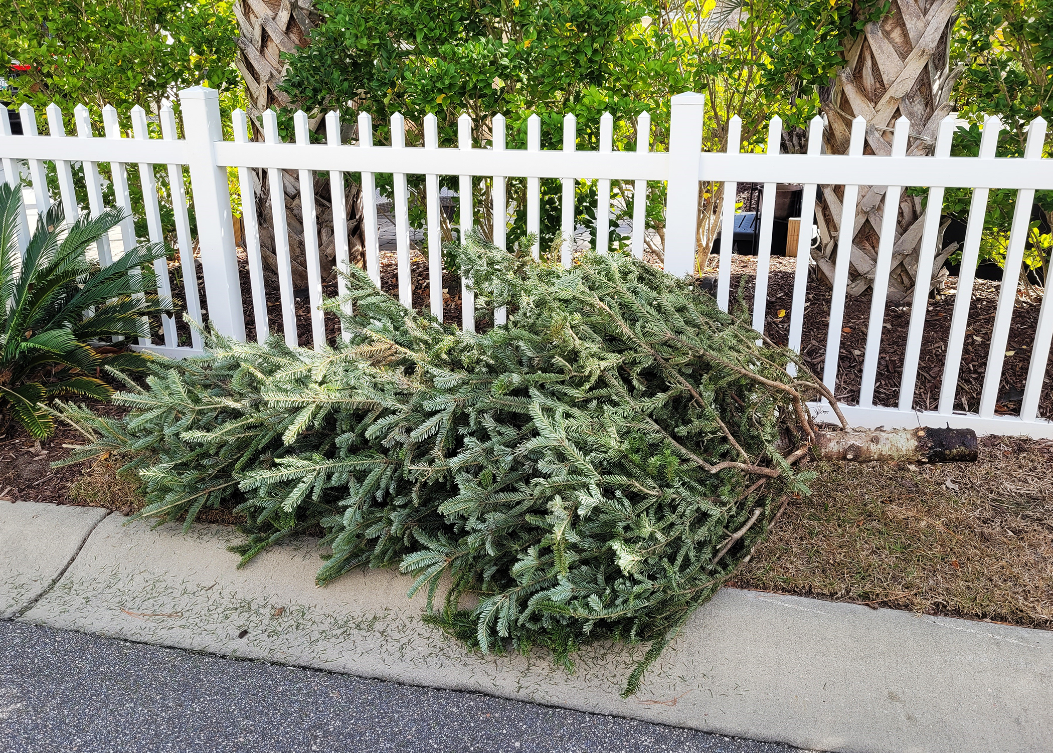 Christmas Tree at Curbside